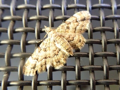 Gymnoscelis lophopus