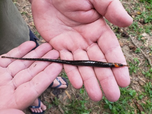 Barhead pipefish (Microphis leiaspis) — Syngnathidae — 2