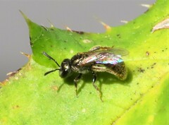 Lasioglossum imitatum