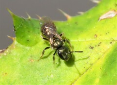 Lasioglossum imitatum