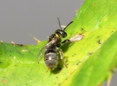 Lasioglossum imitatum
