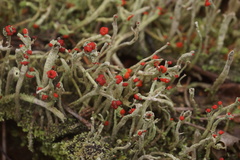 Cladonia macilenta