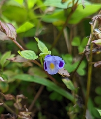 Torenia fournieri