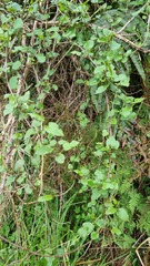 Muehlenbeckia australis