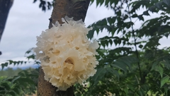 Tremella fuciformis