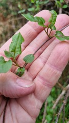 Muehlenbeckia australis