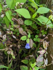 Torenia fournieri