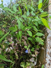 Torenia fournieri