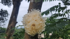 Tremella fuciformis