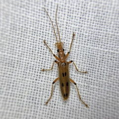 Parisopalpus nigronotatus