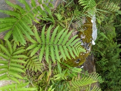 Thelypteridaceae