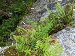Thelypteridaceae