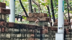 Acridotheres tristis