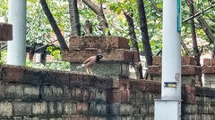 Acridotheres tristis