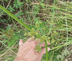 Cyperus entrerianus