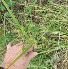 Cyperus entrerianus