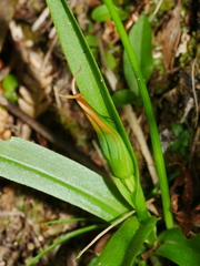 Pterostylis banksii