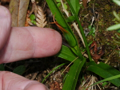 Pterostylis banksii