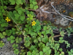 Oxalis corniculata