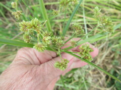 Cyperus entrerianus