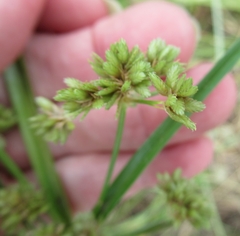 Cyperus entrerianus