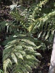Cyathea smithii