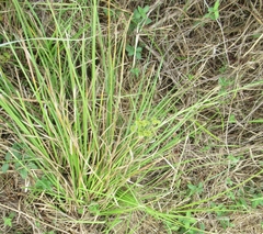 Cyperus entrerianus