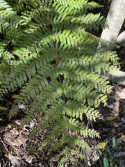 Cyathea smithii