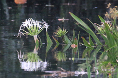 Crinum pedunculatum
