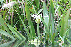 Crinum pedunculatum