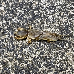Gryllotalpa