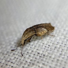 Ancylotropis waterhousei