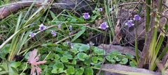Viola hederacea