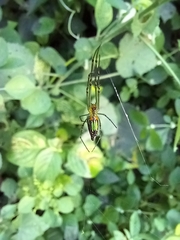 Leucauge decorata