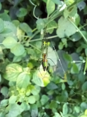 Leucauge decorata