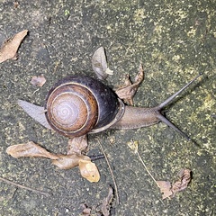 Sphaerospira fraseri