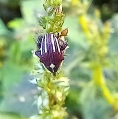 Sternuchopsis fabricii