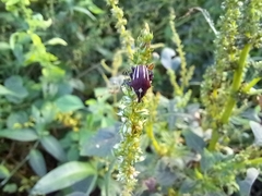 Sternuchopsis fabricii