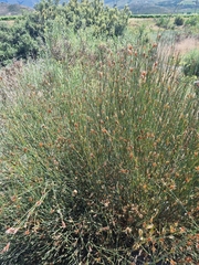 Willdenowia incurvata