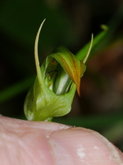 Pterostylis graminea