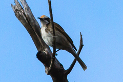 Gliciphila melanops