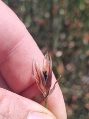 Willdenowia incurvata