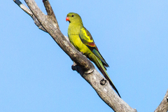 Polytelis anthopeplus