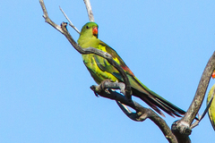 Polytelis anthopeplus