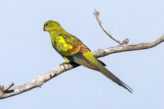 Polytelis anthopeplus