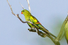 Polytelis anthopeplus