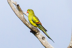 Polytelis anthopeplus