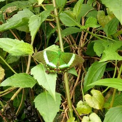 Papilio palinurus