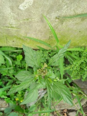 Cyanthillium cinereum