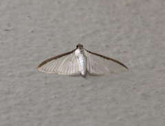 Cydalima laticostalis